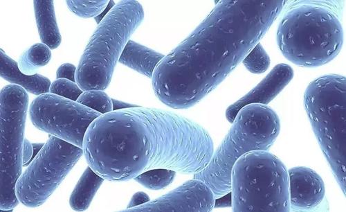 益生菌粉.jpg 益生菌粉.jpg