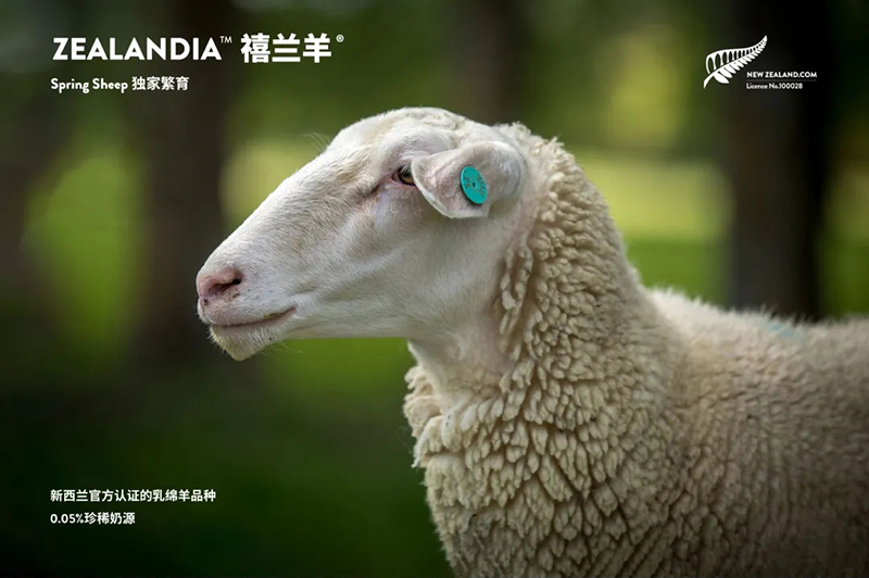 Spring Sheep���dȫ�d����׃��̷�����^(gu��)ע���@�G����CBME05.jpg