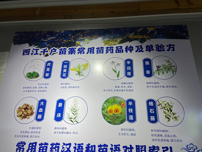 學(xué)習(xí)苗醫(yī)知識(shí).jpg 學(xué)習(xí)苗醫(yī)知識(shí).jpg